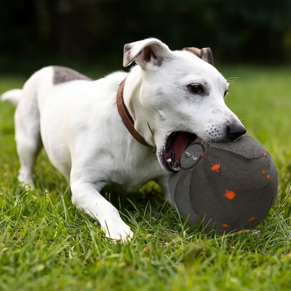 كرة لعبة ذكية للكلاب مقاومة لل - مراجعة Automatic Moving Dog Ball وسعره